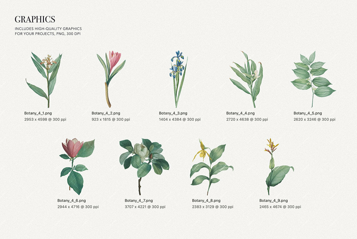 Elegancy   Floral Pattern and Elements 4