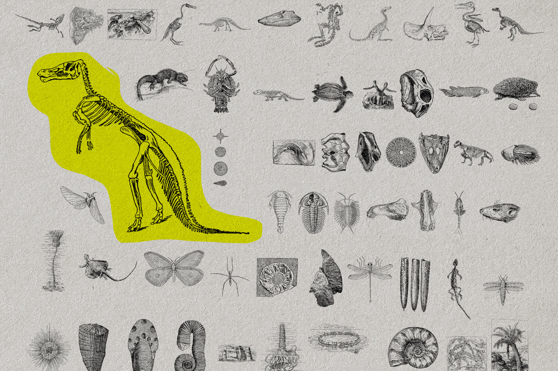 The Age of Dinosaurs 7