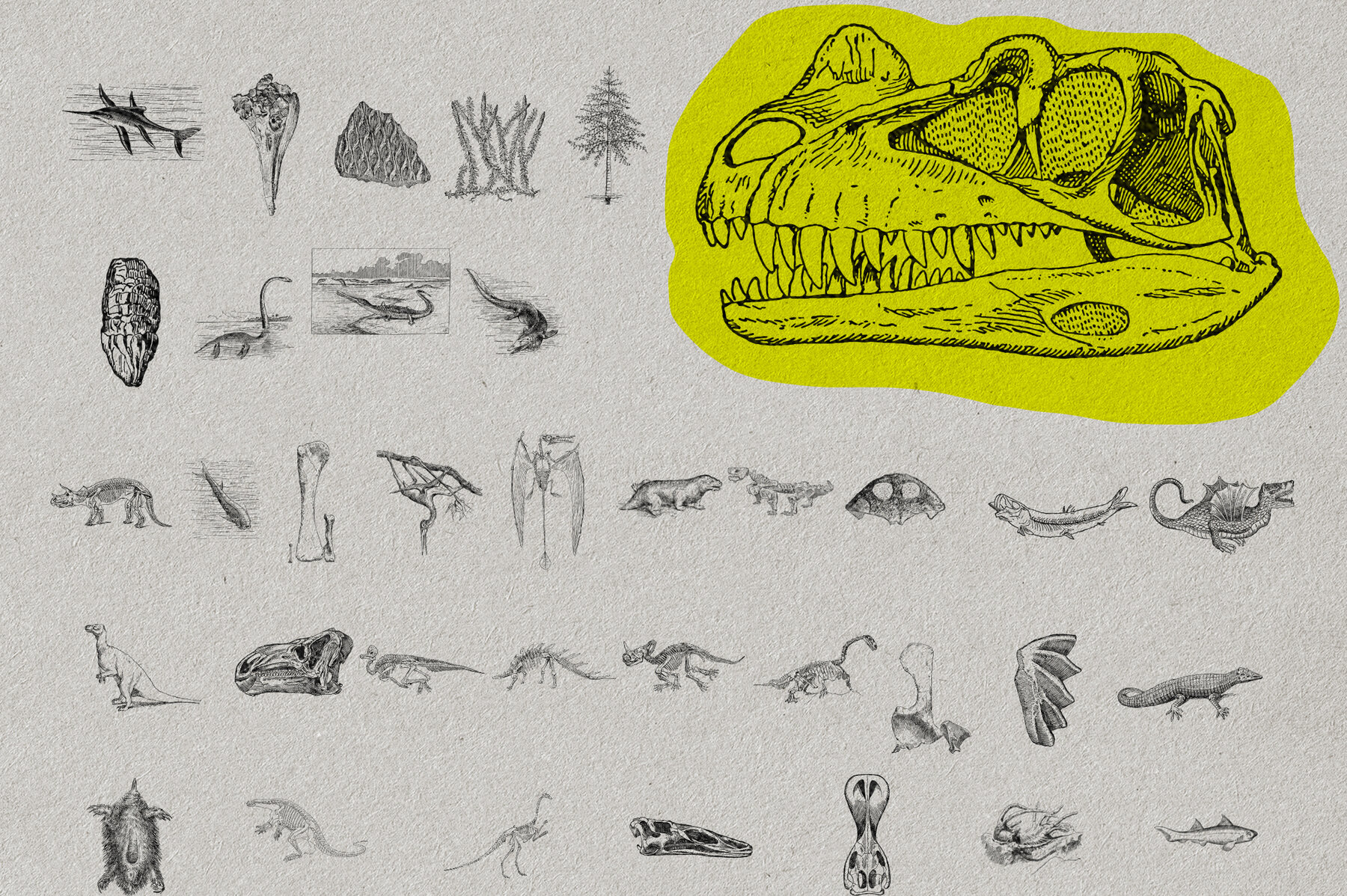 The Age of Dinosaurs 8