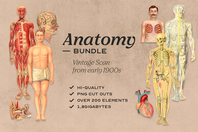 Anatomy Collage Elements