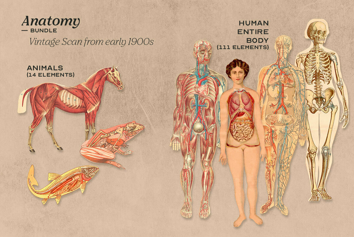 Anatomy Collage Elements 2