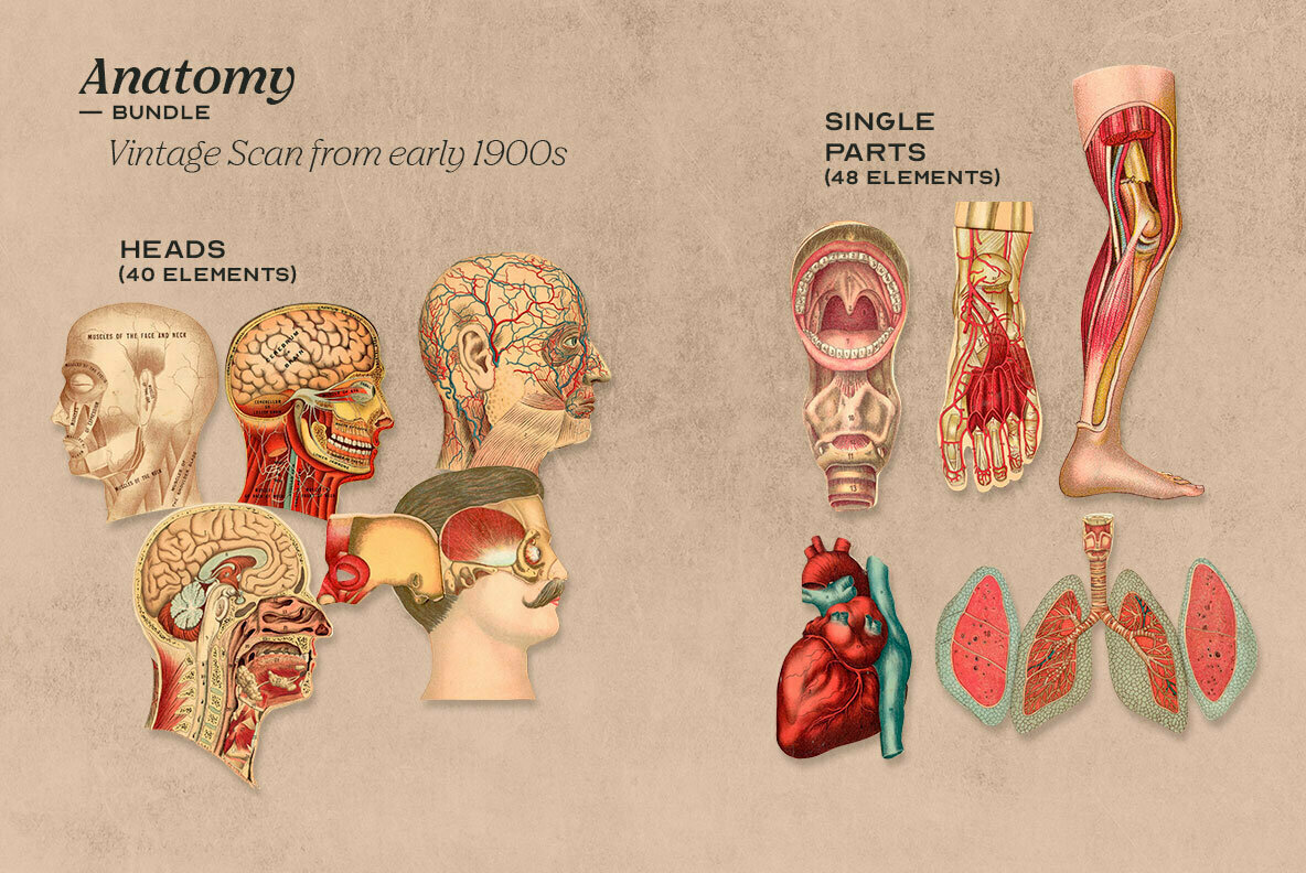 Anatomy Collage Elements 3