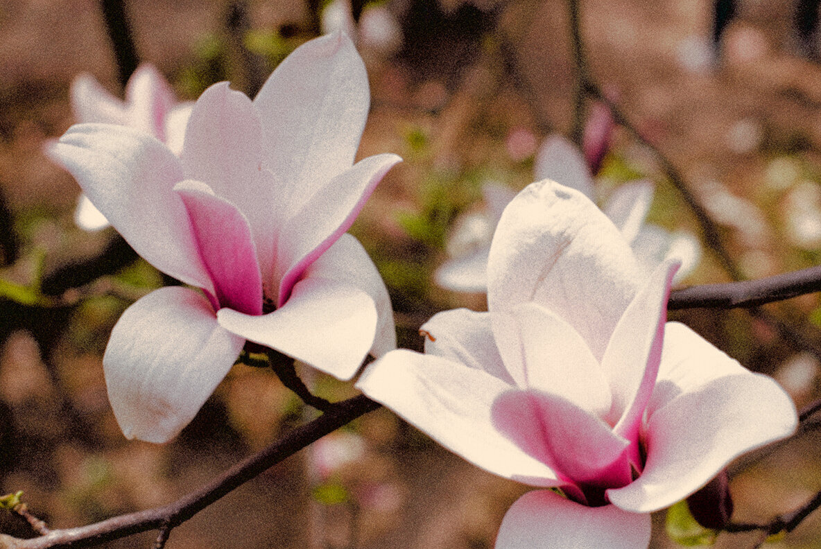 Retro Photo Effect 2