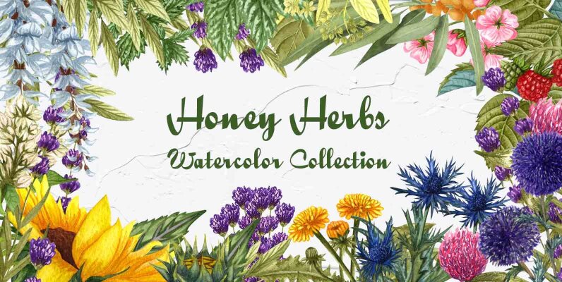 Honey Herbs Watercolor Set