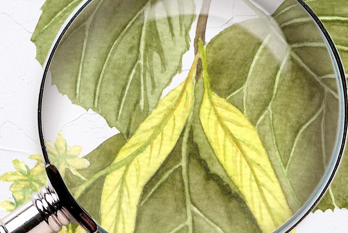 Honey Herbs Watercolor Set 11