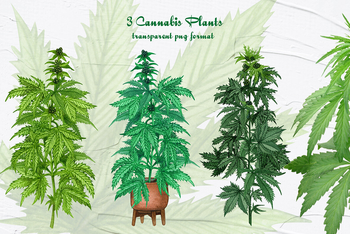 Cannabis Watercolor Set 4