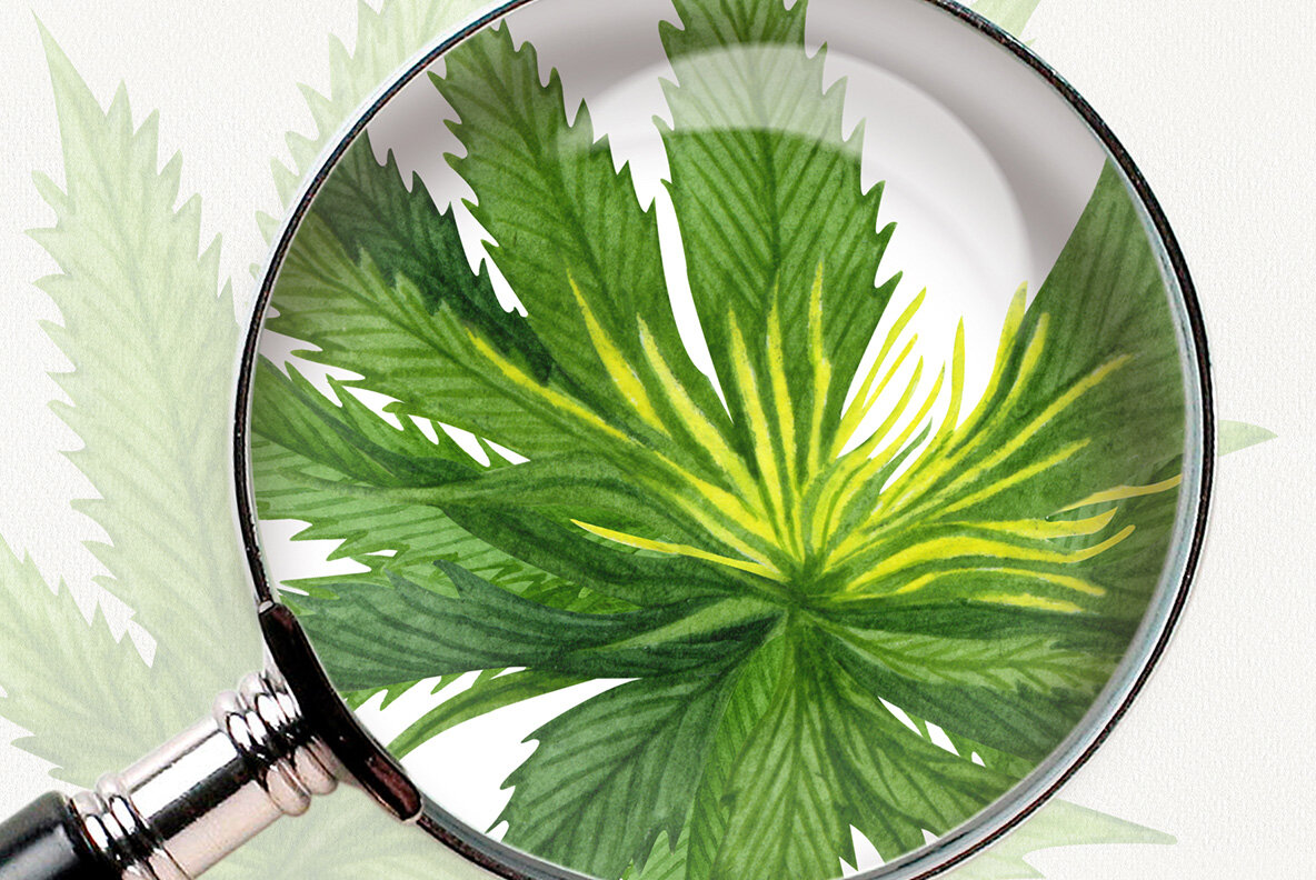 Cannabis Watercolor Set 11