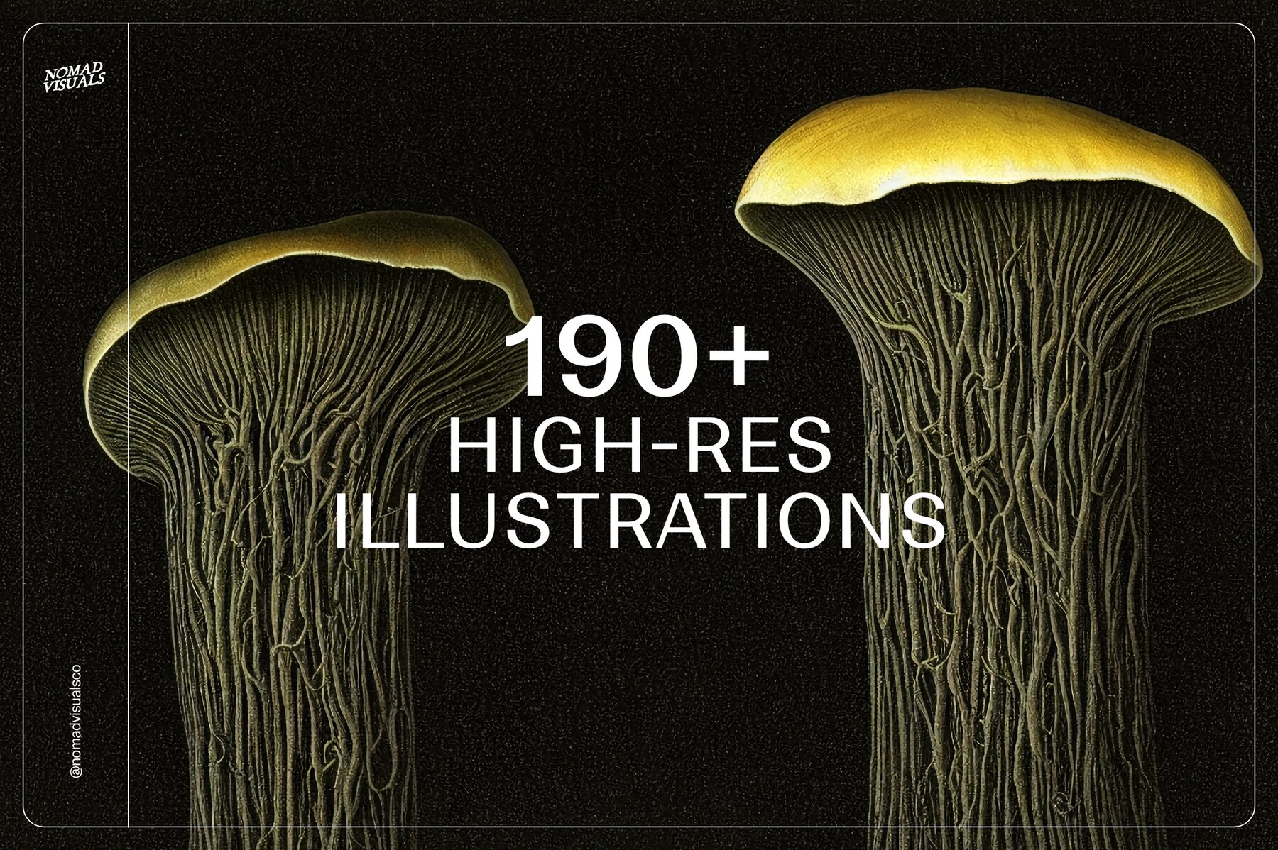 Mushrooms Illustrations 6