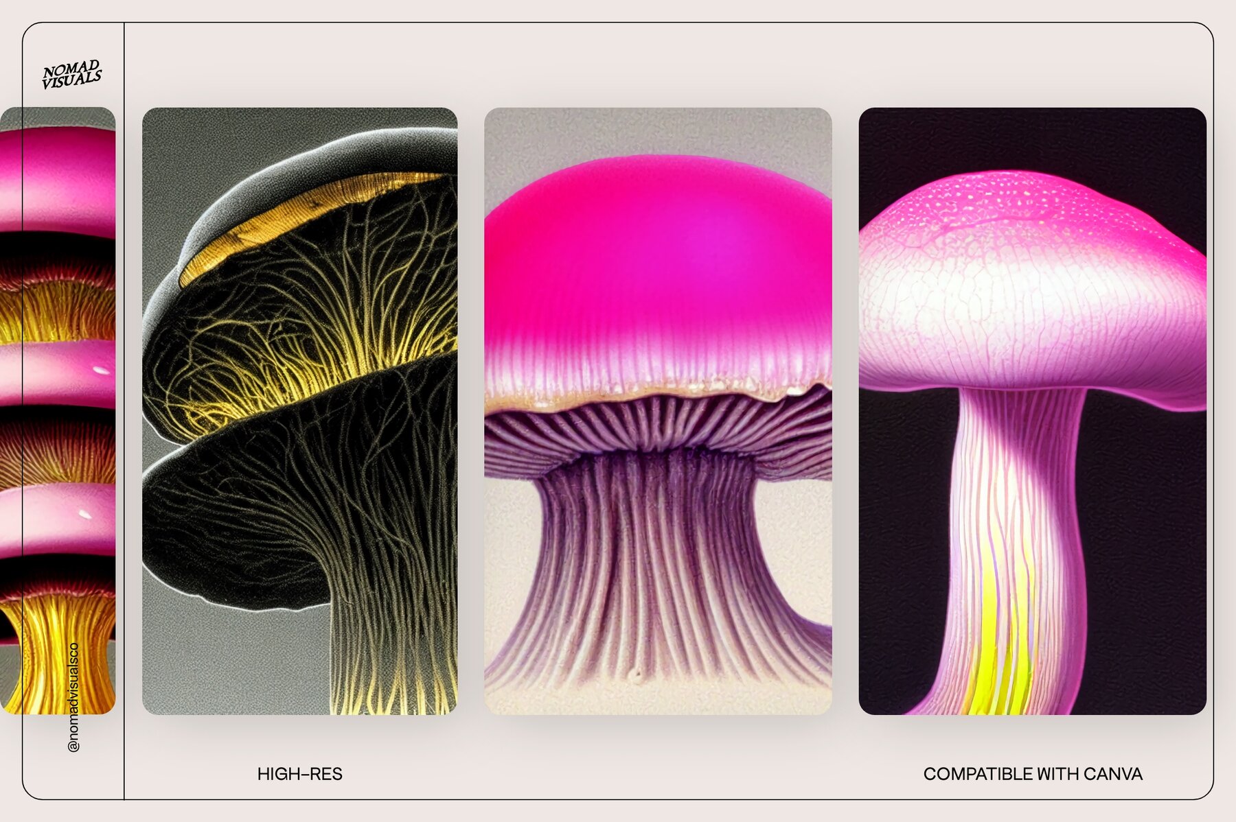 Mushrooms Illustrations 13