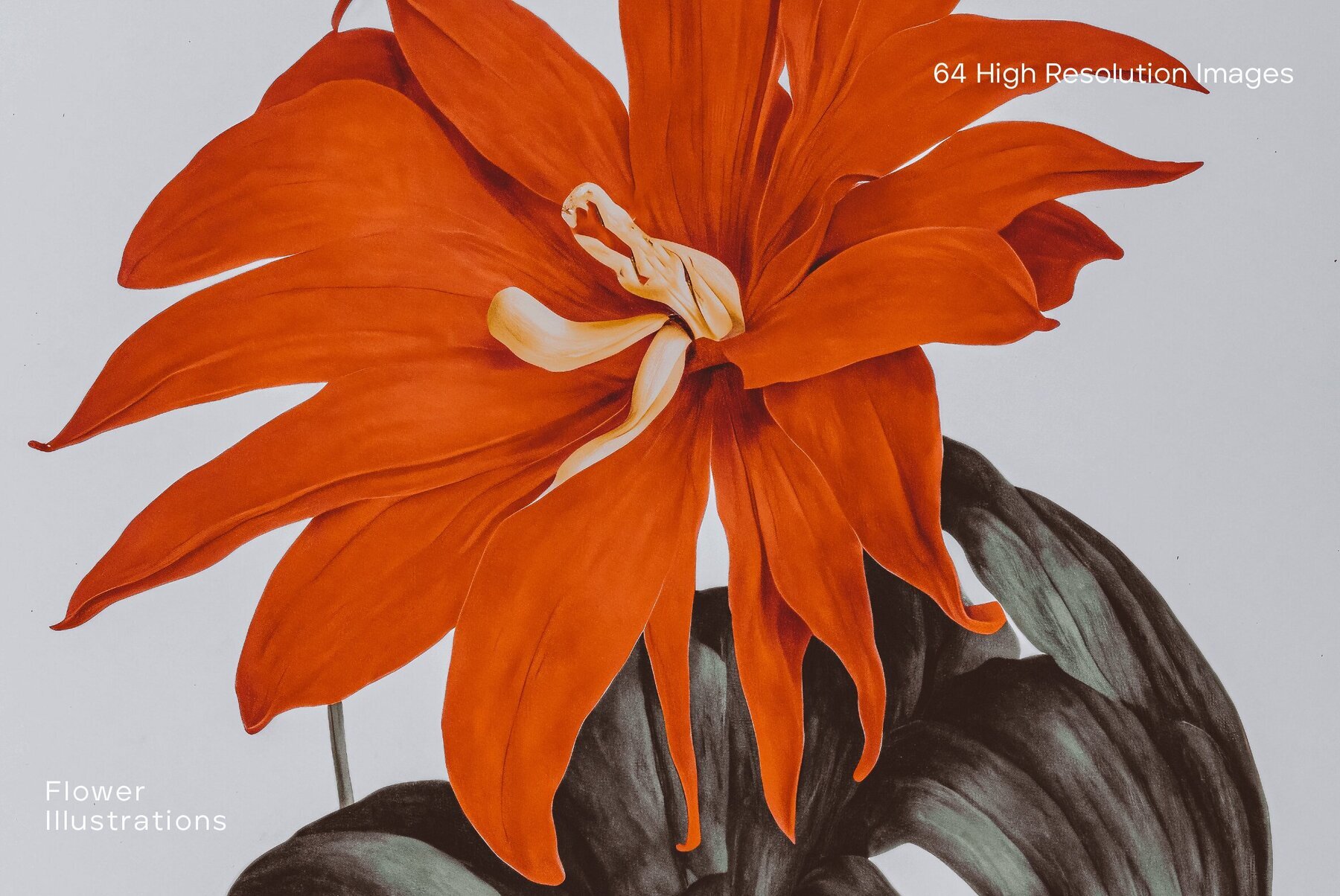 60 Flower Illustrations 3