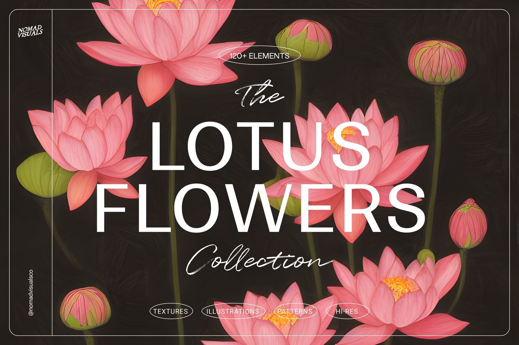 Lotus Flowers 1