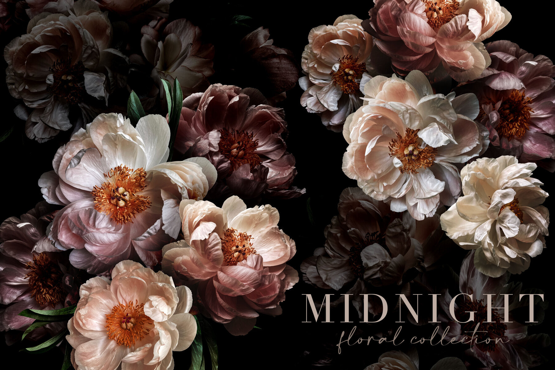 Midnight Peony Graphics Collection 1