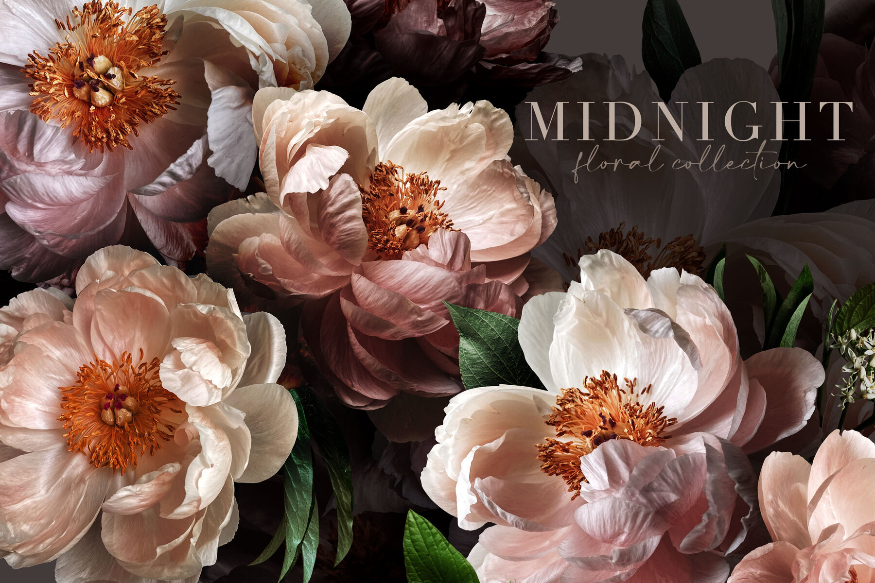 Midnight Peony Graphics Collection 2