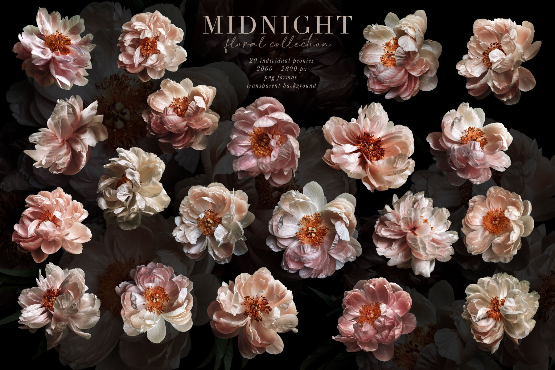 Midnight Peony Graphics Collection 8