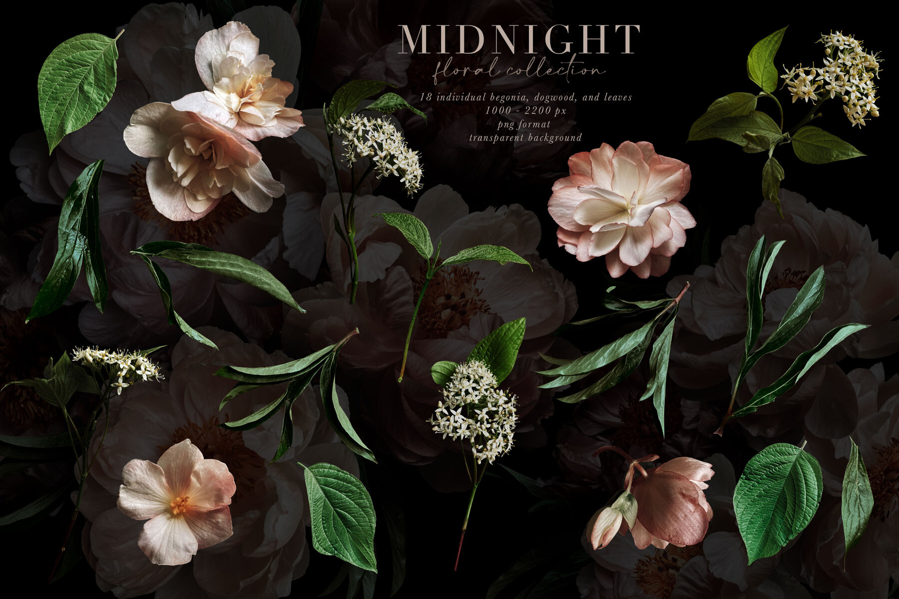 Midnight Peony Graphics Collection 9