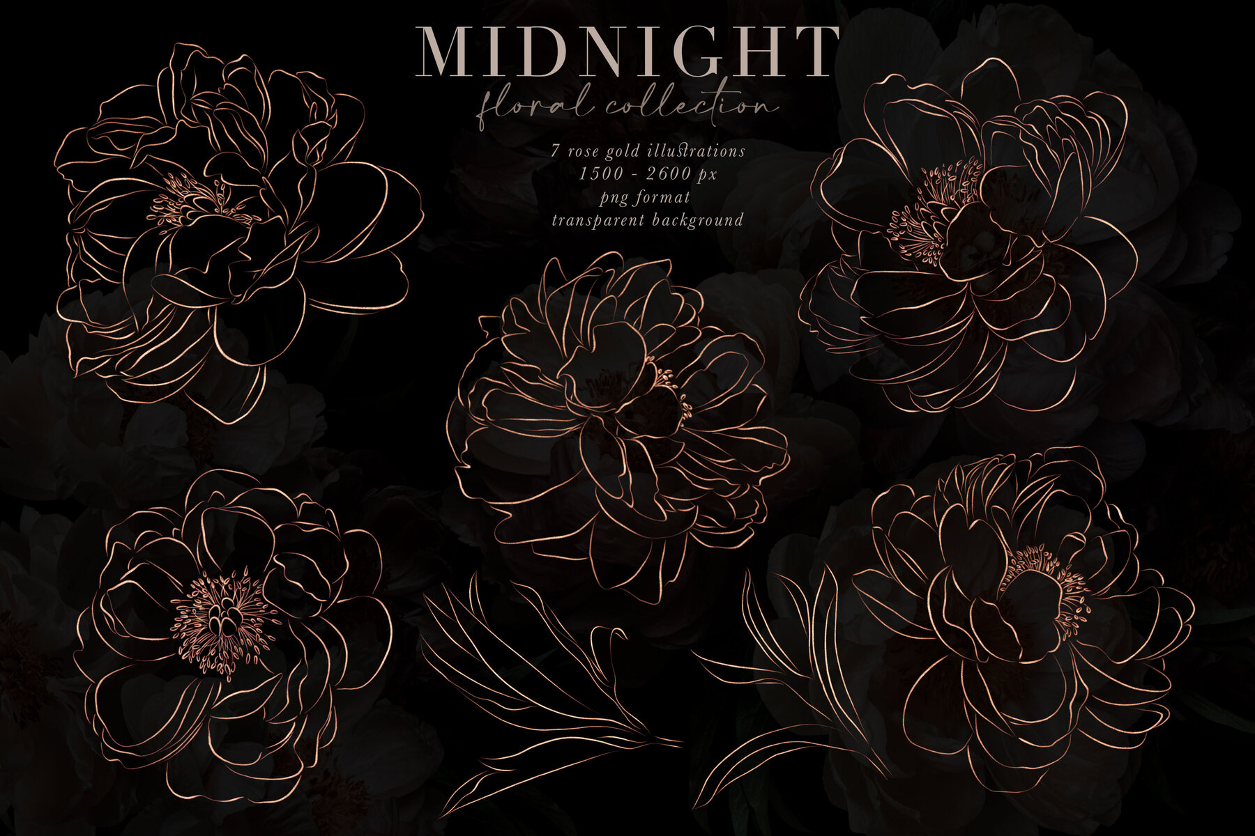 Midnight Peony Graphics Collection 13
