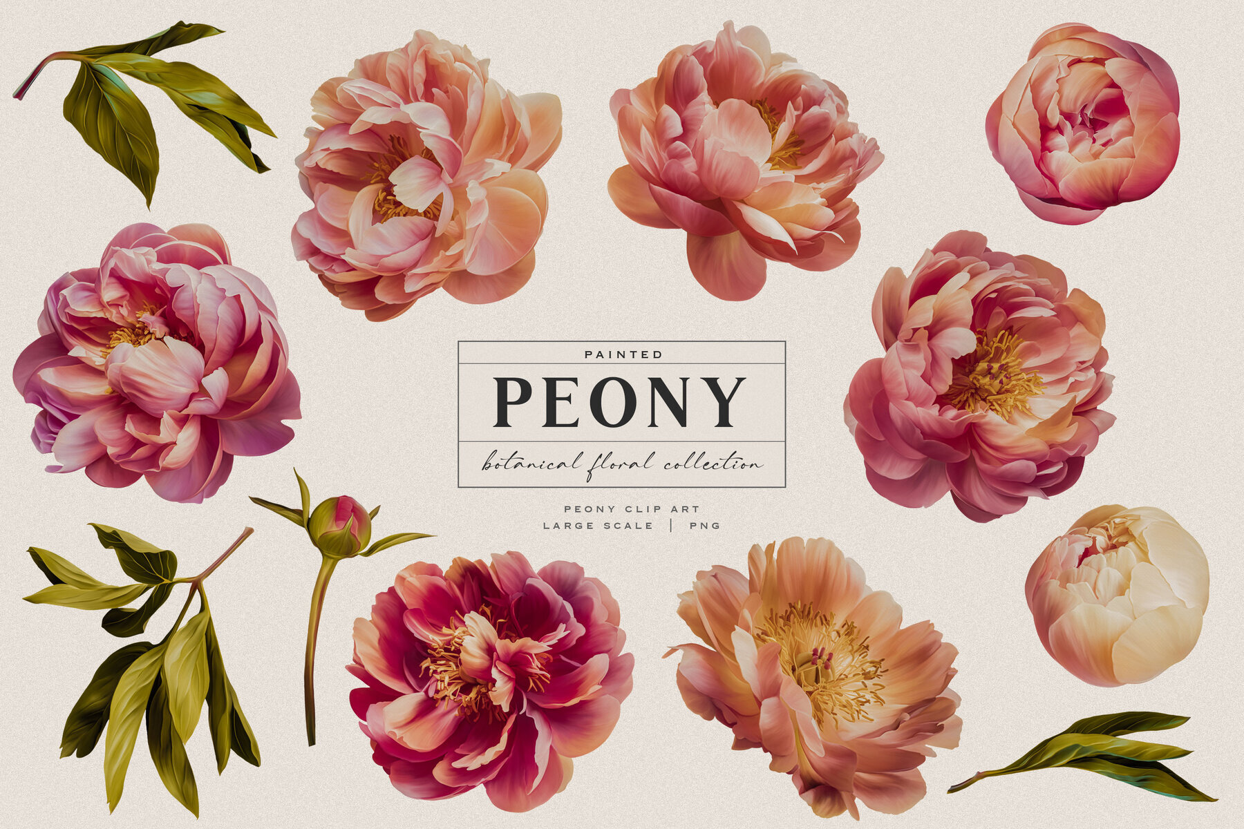 Peony Botanical Floral Collection 3
