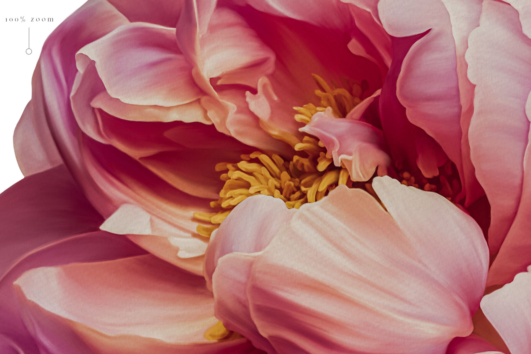 Peony Botanical Floral Collection 15