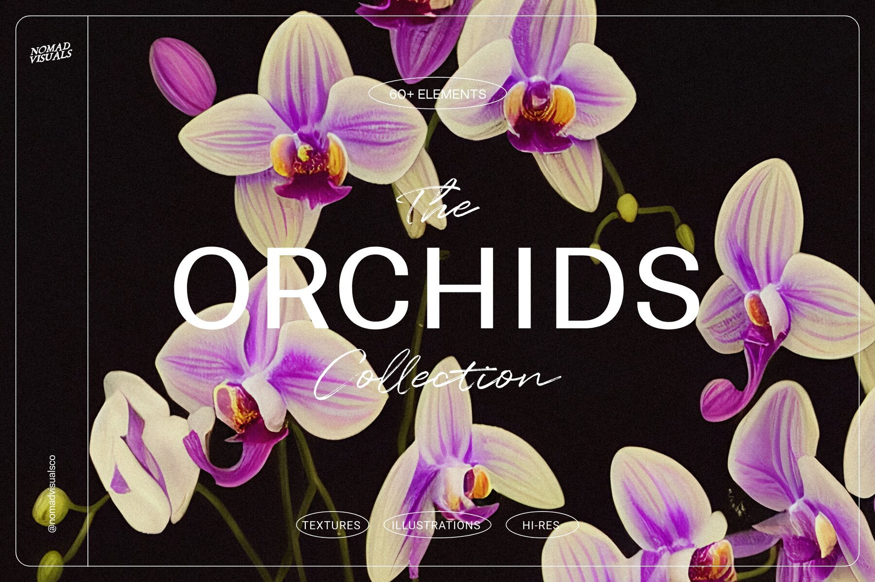 Orchids 1