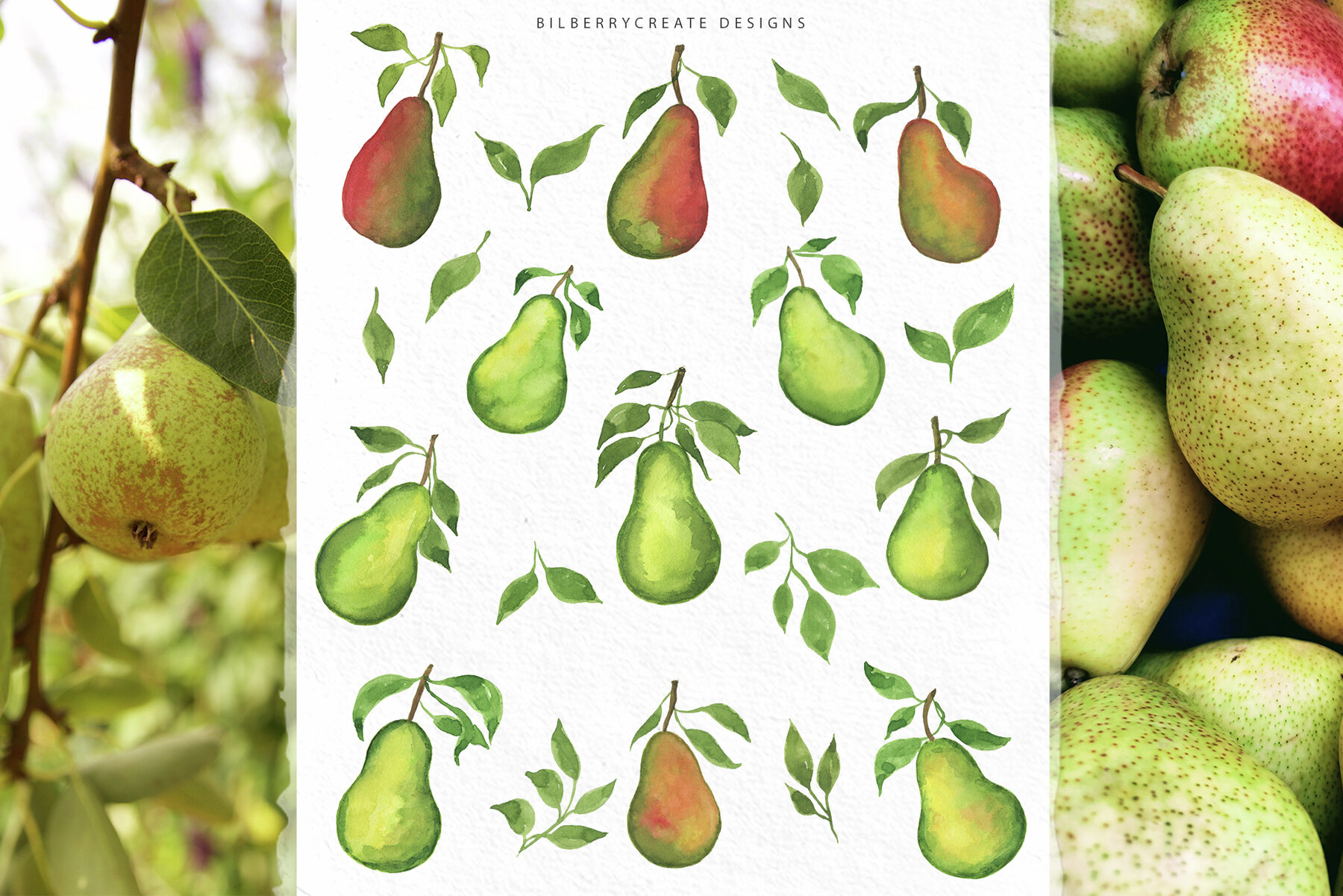 Watercolor Pears art set 8