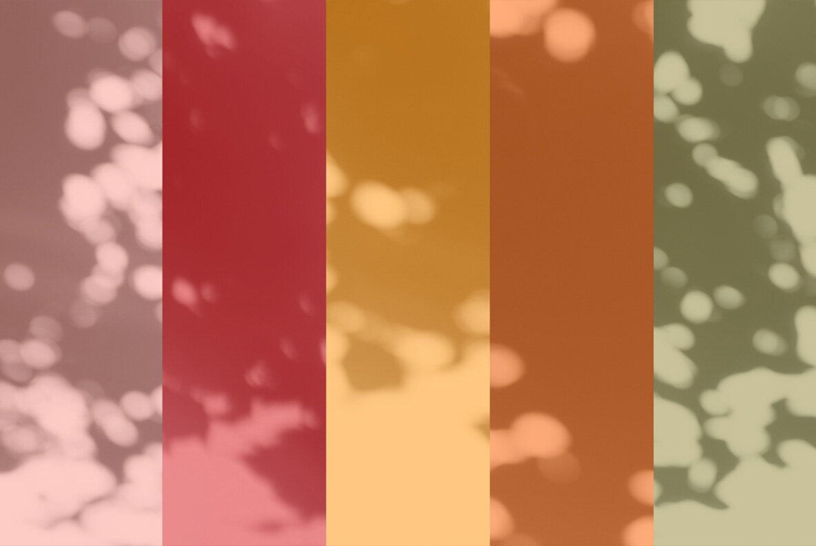 Botanical Sunbeams Shadow Overlays 3