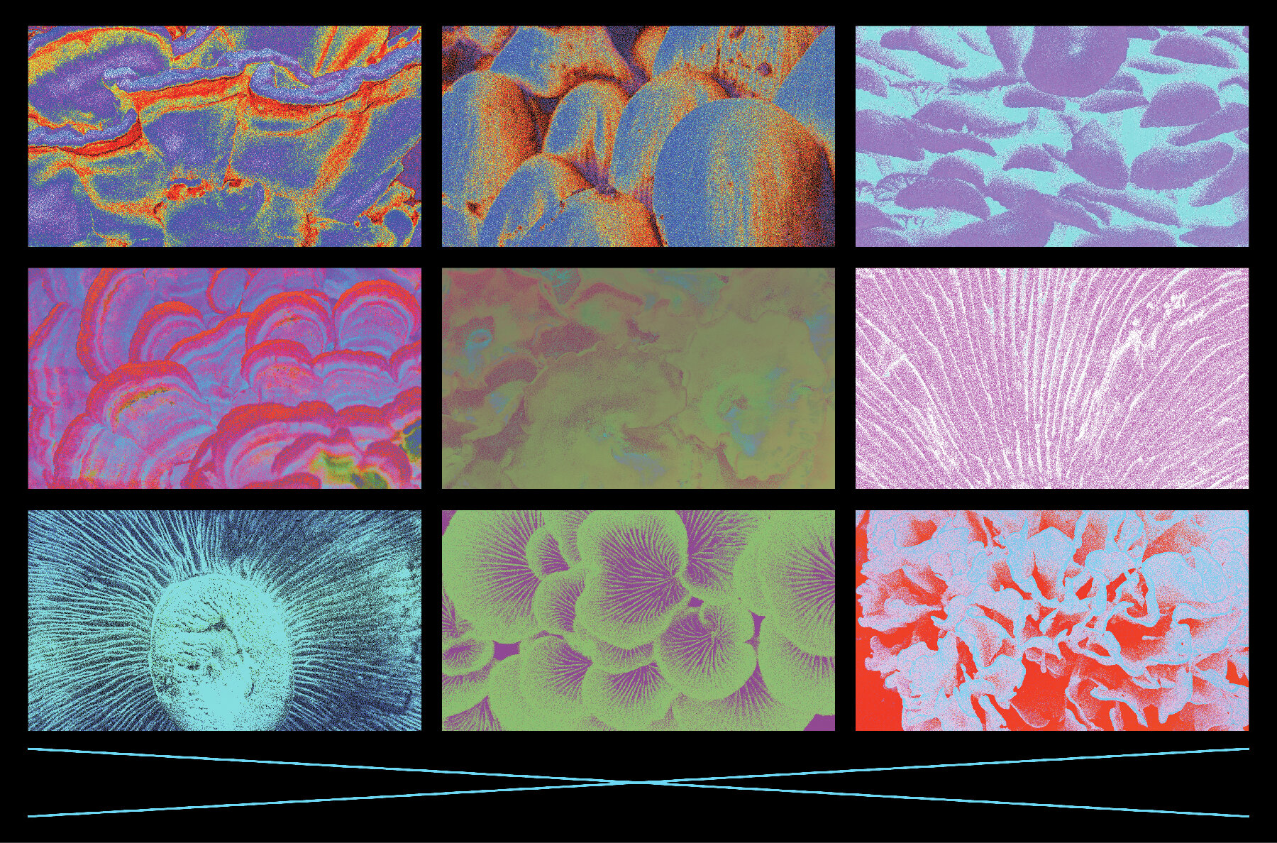 Fungi Textures Pack 5