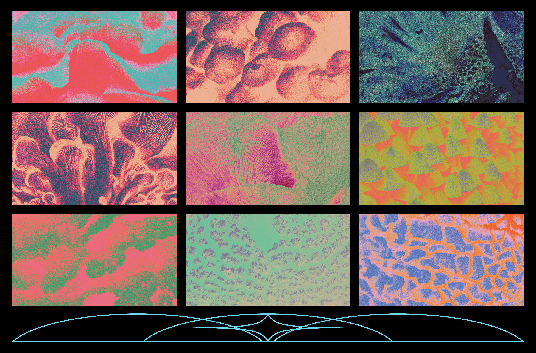 Fungi Textures Pack 6