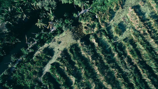 Drone Jungle Photo