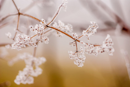Winter flower   ice