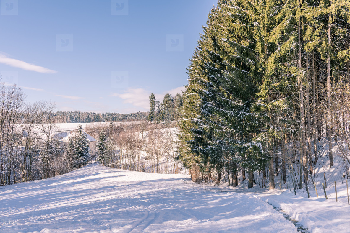 Winter walk / forest