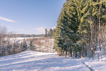 Winter walk  forest