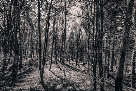 Black  White forest