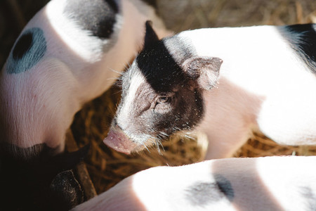 Farm Piggies