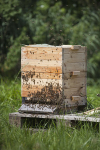 Beekeeping 04