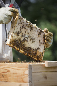Beekeeping 05
