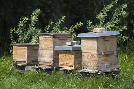 Beekeeping 07