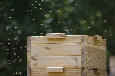 Beekeeping 10
