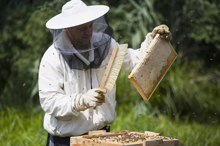 Beekeeping 11