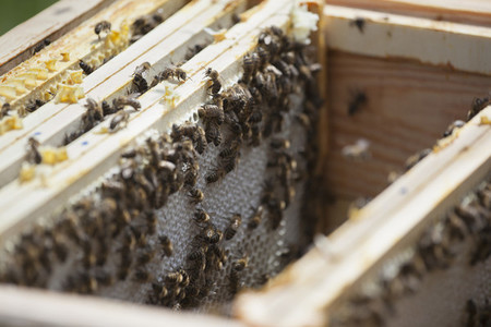 Beekeeping 12
