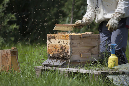 Beekeeping 13