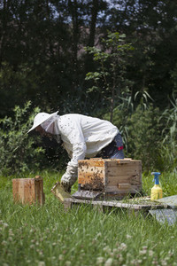 Beekeeping 14