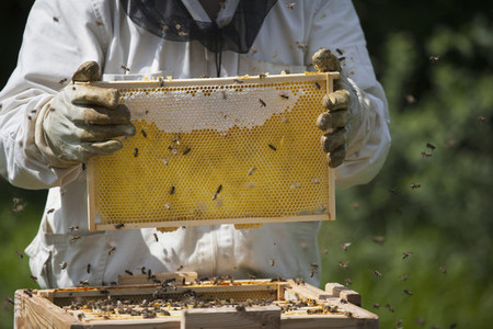 Beekeeping 15
