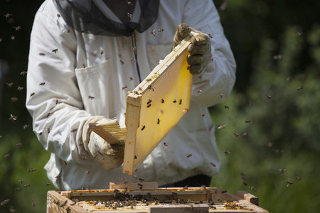 Beekeeping 16