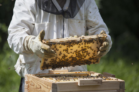Beekeeping 20