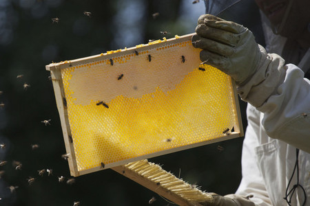 Beekeeping 24
