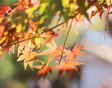 Colored red maple leaves
