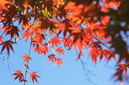 Colored red maple leaves