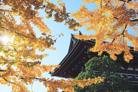 Sensoji ji Temple in Tokyo