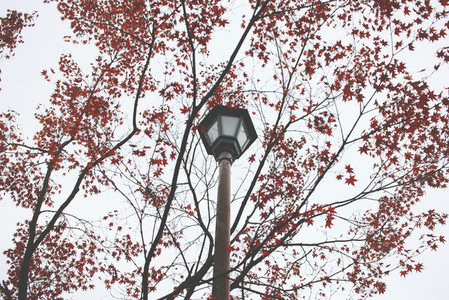 Streetlight and red leaves tree