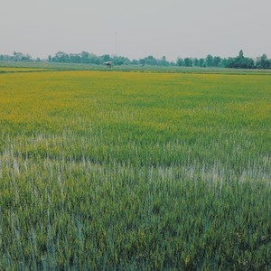 Rice Field 02